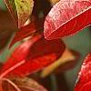 Viburnum nudum, fall color