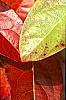 Viburnum nudum, fall color