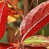 Viburnum nudum, fall color