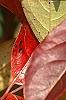 Viburnum nudum, fall color