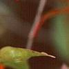 Viburnum nudum var. angustifolium, fall color