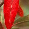Viburnum nudum var. angustifolium, fall color