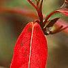 Viburnum nudum var. angustifolium, fall color