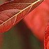Viburnum nudum 'Winterthur', fall color