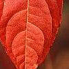 Viburnum nudum 'Winterthur', fall color