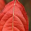 Viburnum nudum 'Winterthur', fall color