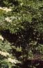 Viburnum opulus, habit