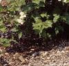 Viburnum opulus, habit