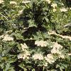 Viburnum opulus, habit