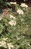 Viburnum opulus, habit