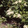 Viburnum opulus, habit