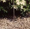 Viburnum opulus, habit