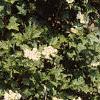 Viburnum opulus, habit