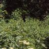 Viburnum opulus, habit