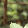 Viburnum opulus, leaves