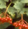 Viburnum opulus, leaves