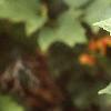 Viburnum opulus, leaves