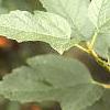 Viburnum opulus, leaves