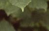 Viburnum opulus, leaves