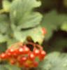 Viburnum opulus, leaves