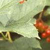 Viburnum opulus, leaves