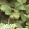 Viburnum opulus, leaves
