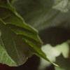 Viburnum opulus, leaves
