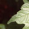 Viburnum opulus, leaves