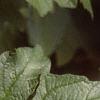 Viburnum opulus, leaves