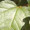 Viburnum opulus, leaves