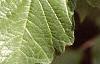 Viburnum opulus, leaves