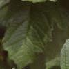 Viburnum opulus, leaves