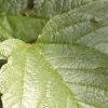 Viburnum opulus, leaves