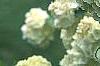 Viburnum opulus, flowers