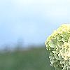 Viburnum opulus, flowers