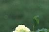 Viburnum opulus, flowers