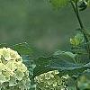 Viburnum opulus, flowers