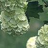 Viburnum opulus, flowers