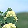 Viburnum opulus, flowers
