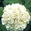 Viburnum opulus, flowers