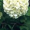 Viburnum opulus, flowers