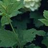 Viburnum opulus, flowers