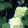 Viburnum opulus, flowers