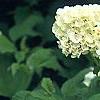 Viburnum opulus, flowers