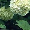 Viburnum opulus, flowers