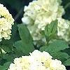 Viburnum opulus, flowers