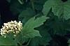 Viburnum opulus, flowers