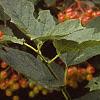 Viburnum opulus, fruit