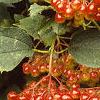 Viburnum opulus, fruit