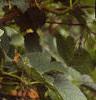 Viburnum opulus, fruit
